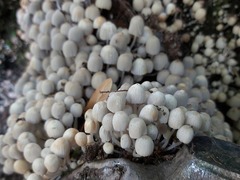 Coprinellus disseminatus