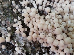 Coprinellus disseminatus