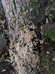 Coprinellus disseminatus