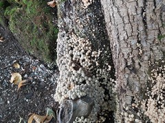 Coprinellus disseminatus