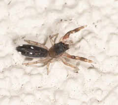 Damoetas
