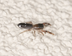 Damoetas