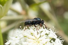 Sericophorus