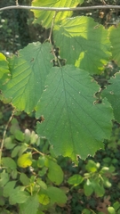 Corylus avellana