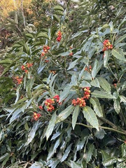 Aucuba japonica