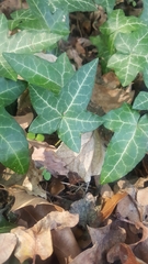 Hedera helix