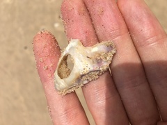 Saccostrea glomerata