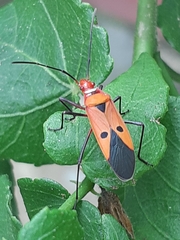 Dysdercus cingulatus