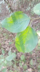 Cornus sanguinea