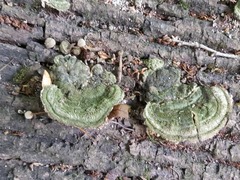 Trametes