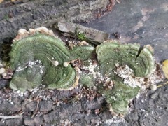 Trametes