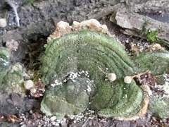 Trametes