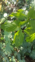 Cornus mas