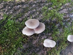 Pleurotus ostreatus