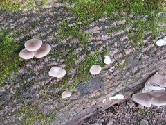 Pleurotus ostreatus