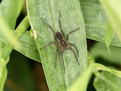 Pardosa pseudoannulata