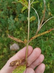 Epilobium roseum