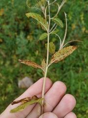 Epilobium roseum