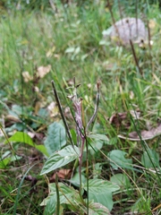 Epilobium roseum