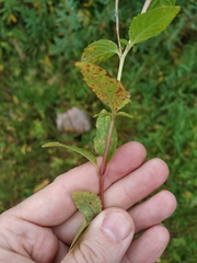 Epilobium roseum