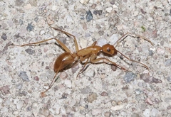Camponotus festinatus