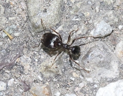 Pheidole rhea