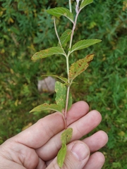 Epilobium roseum