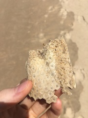 Anoplocapros inermis