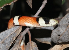 Lampropeltis knoblochi