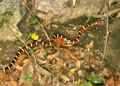 Lampropeltis knoblochi