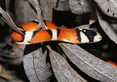 Lampropeltis knoblochi