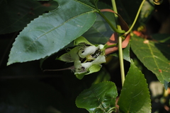 Passiflora edulis flavicarpa