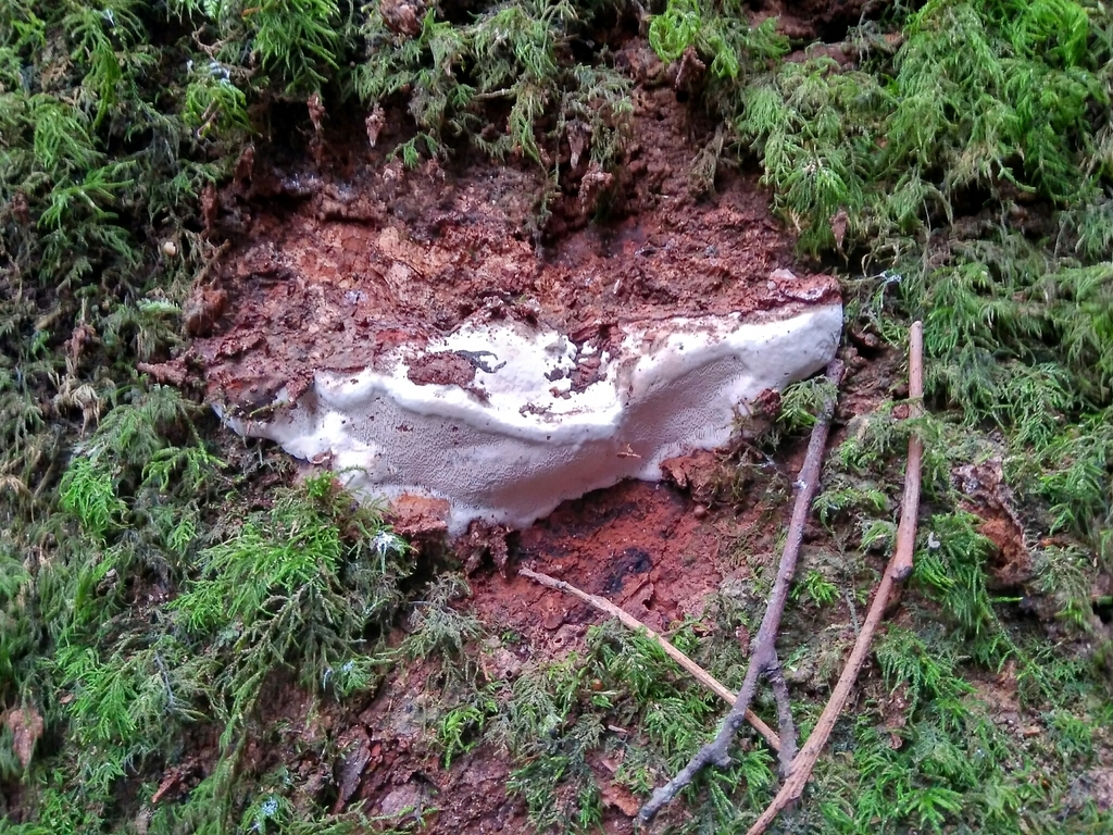 Ganoderma australe · September 2017 · photo: © cristianriquelme (iNaturalist, cc-by)