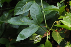 Passiflora edulis flavicarpa