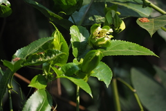Passiflora edulis flavicarpa