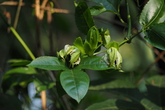 Passiflora edulis flavicarpa