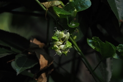 Passiflora edulis flavicarpa