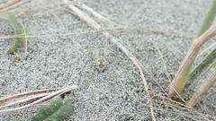 Anoteropsis litoralis