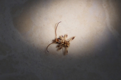 Diplatyidae