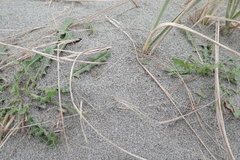 Anoteropsis litoralis