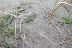 Anoteropsis litoralis