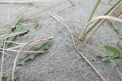 Anoteropsis litoralis