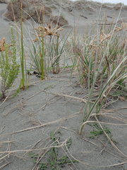 Anoteropsis litoralis