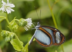 Oleria quintina