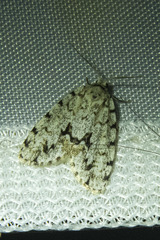 Thallarcha macilenta