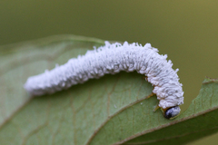 Macremphytus testaceus