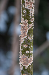 Cylindrobasidium evolvens