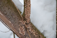 Cylindrobasidium evolvens