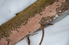 Cylindrobasidium evolvens