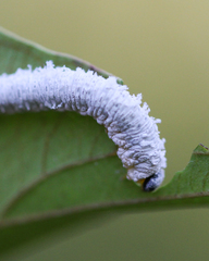 Macremphytus testaceus
